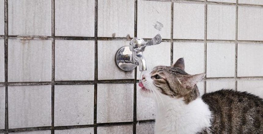 חתולים-ומים